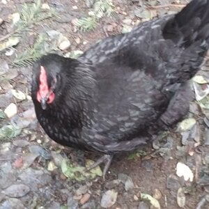 Black Betty