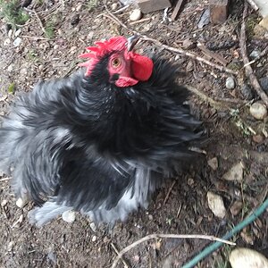 HeiHei