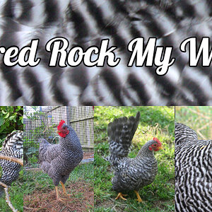 Barred Rock My World.jpg