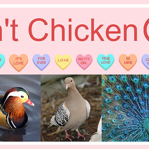 Don't Chicken Out.jpg