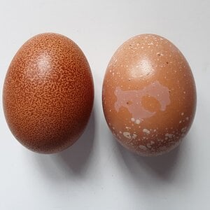 What I Weird Egg!.jpg