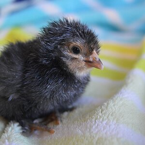 Brown chick.jpg