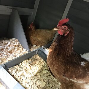 Mabel & I Ruby first nestbox fight