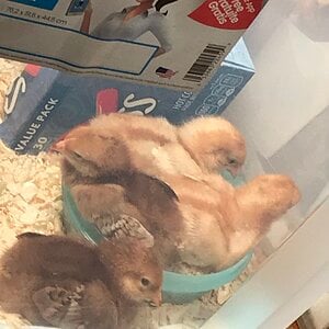 First dust bath