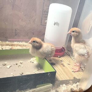 Box roosting