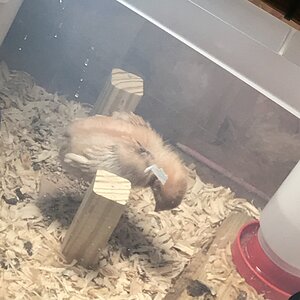 Snoozing
