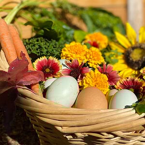 Eggs