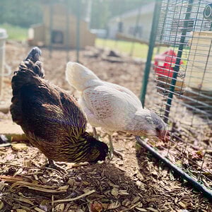 Jellybean and Opal