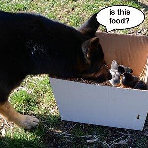 canine reception