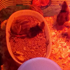 Our first quail