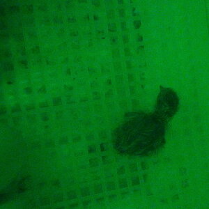 The first of the two quail we hatched out