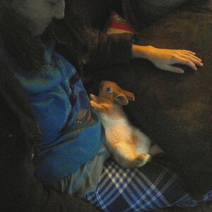 Honey chilling on my lap
