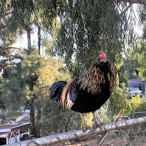 Ponape Cockerel