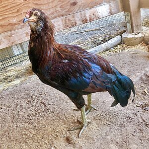 Red Ponape Cockerel