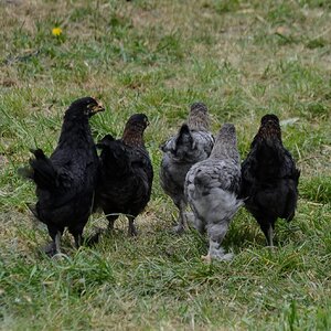 Feathered-bottomed girls...