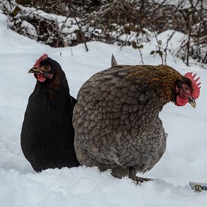 screzio and nebbia