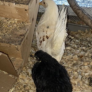 Chickenmath.jpeg
