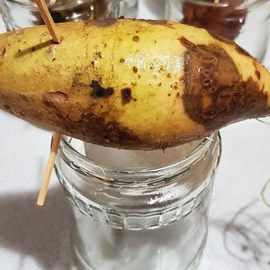 Sweet Potato with roots