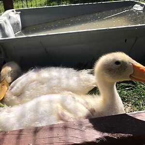 Young ducklings