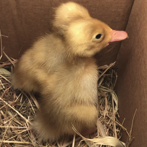 Ducklings