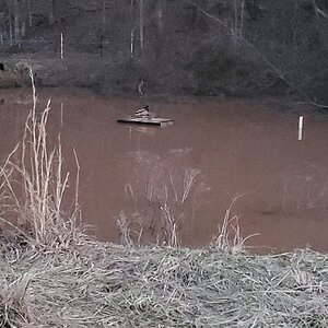 The Mallard pair is back!