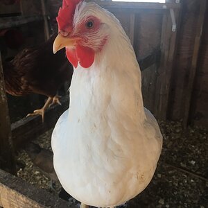 Becky 3.JPG