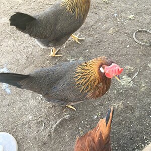 Shelly and Tilly.JPG