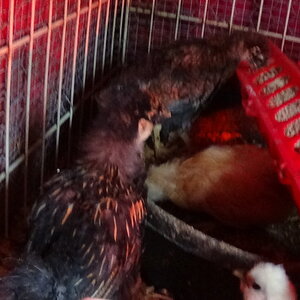 Gwendolyn 1{and others}.JPG