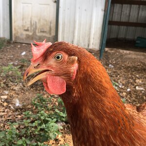 Caramel