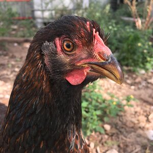 Vivian