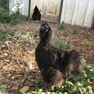 Pom-Pom