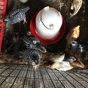 Fledglings