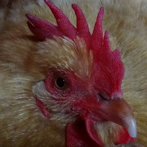 Butters {Broody}.JPG