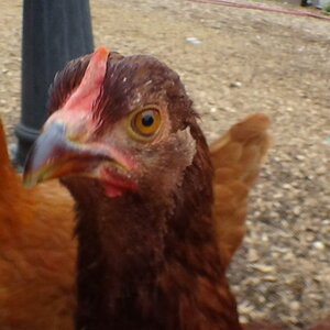 Cherry 4 (Rusty 4).JPG