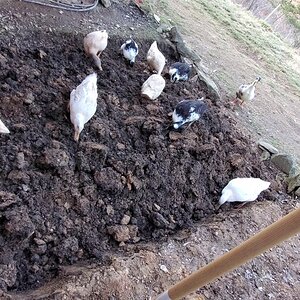 Spring 2021, dug-up the first veggie-bed and had some great help from the Duckies
