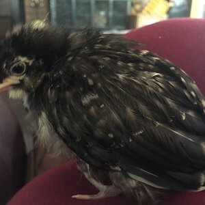 AEA37EE1-2059-4FEB-B251-A2998AFBADEE.jpeg