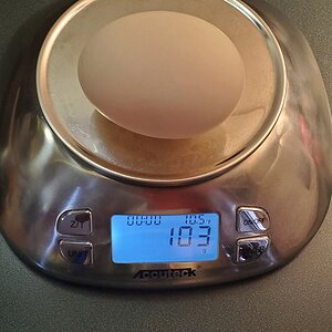 Misty Duck's Dinosaur egg