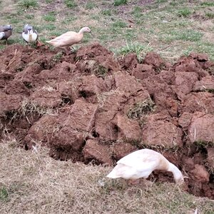 This happens, when i try to dig up my potato patch: All ducks come to search for worms!