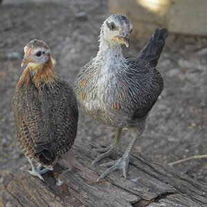 Duckwing and Thumbelina.jpg