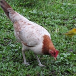 Rescue junglefowl hen "Snickers"