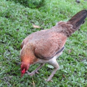 Rescue junglefowl hen "Coco"