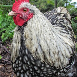 My current rooster ( Silver Laced English Orpington ) "Crowmehameha"