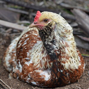 Easter Egger x Rhode Island Red Hen "Red"