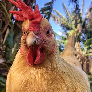 Gold Buff Orpington hen "Squidsss"