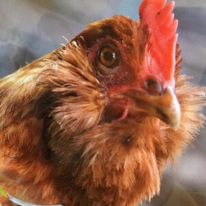Easter Egger x Rhode island red hen "Starbuck"
