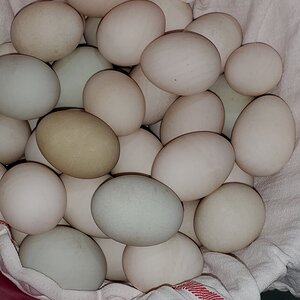 I have a duck that lays brown eggs!