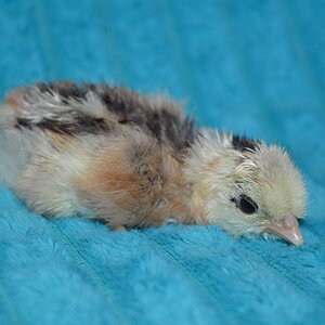 Chick 3.jpg