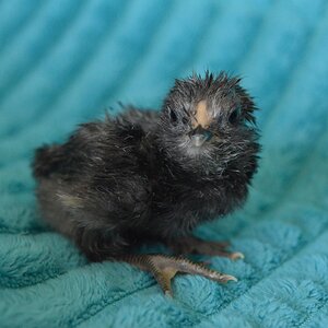 Chick 4.jpg