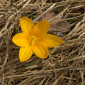 Crocus_X4044661_04-04-2021-001.jpg