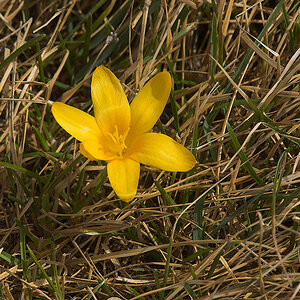 Crocus_X4044663_04-04-2021-001.jpg